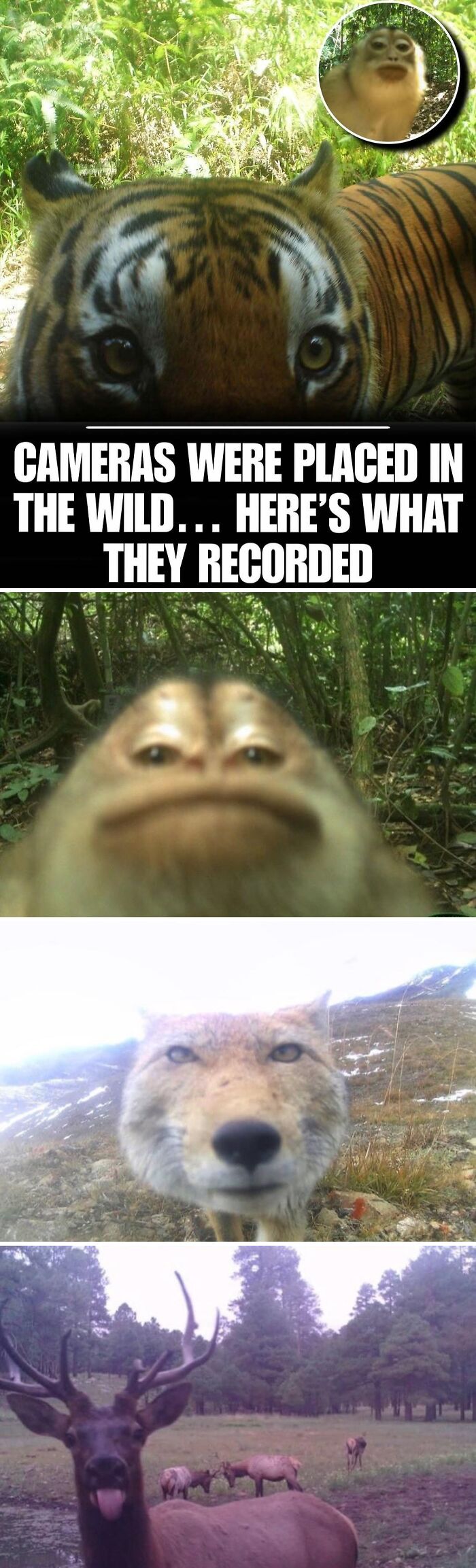 83 Animal Moments That Will Totally Brighten Your Day