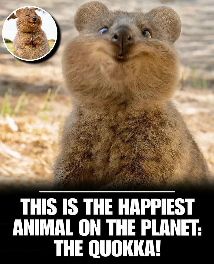 83 Animal Moments That Will Totally Brighten Your Day