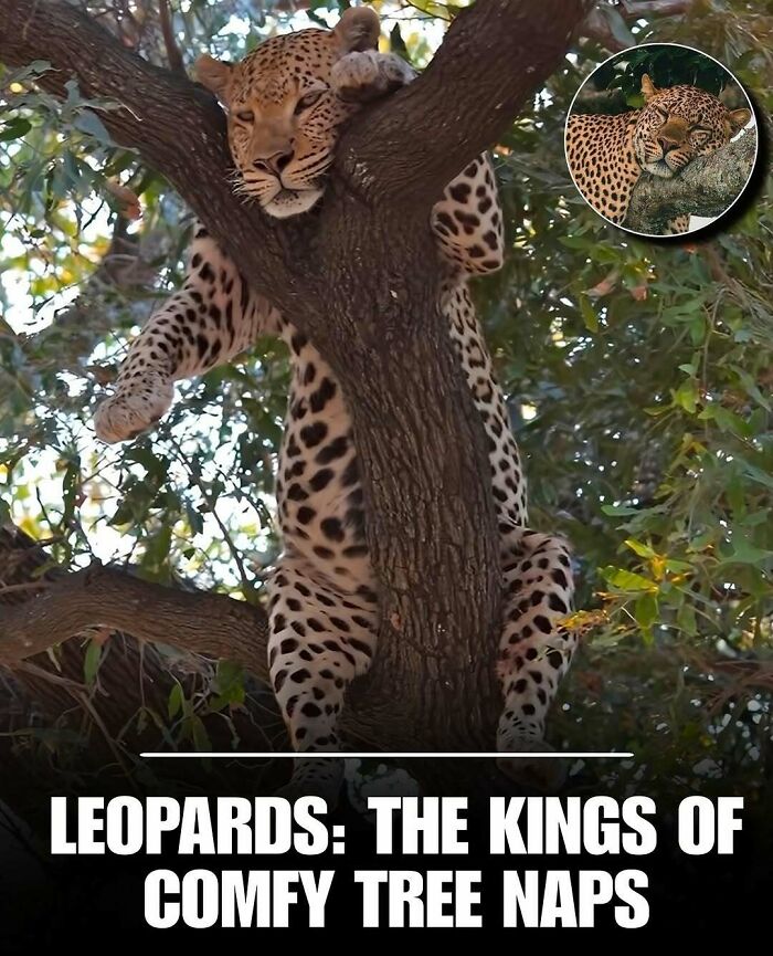 83 Animal Moments That Will Totally Brighten Your Day