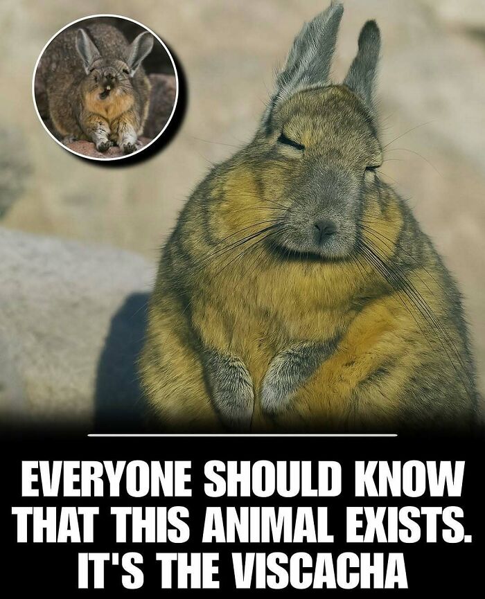 83 Animal Moments That Will Totally Brighten Your Day