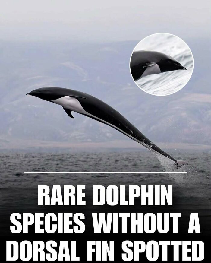 83 Animal Moments That Will Totally Brighten Your Day