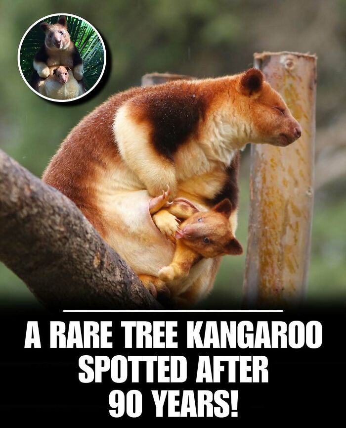 83 Animal Moments That Will Totally Brighten Your Day