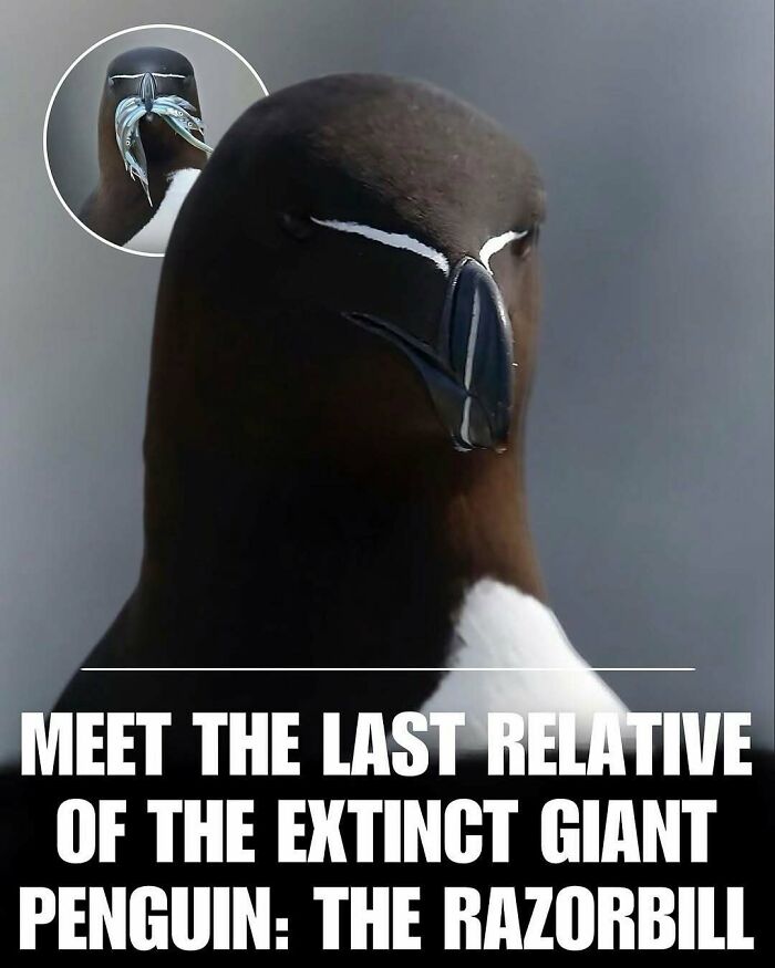 83 Animal Moments That Will Totally Brighten Your Day