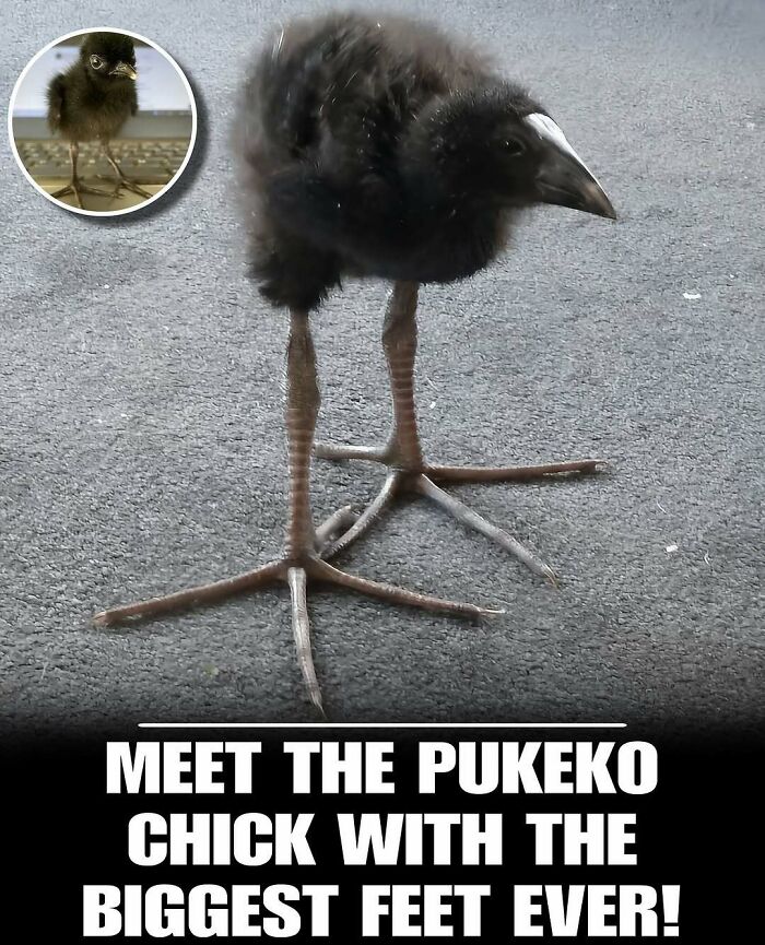 83 Animal Moments That Will Totally Brighten Your Day