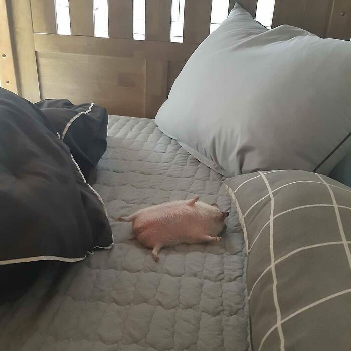 83 Animal Moments That Will Totally Brighten Your Day