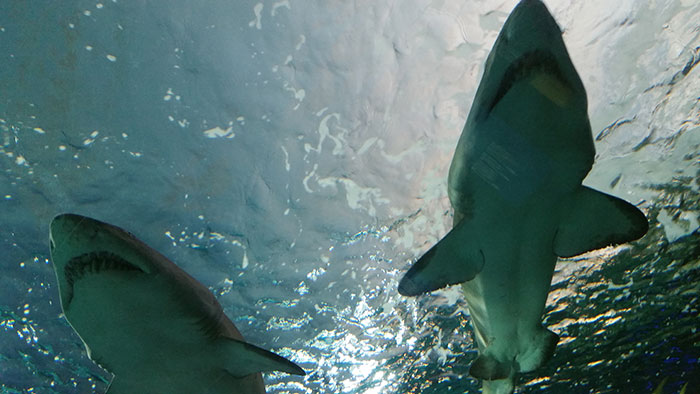 Wait, People Survived These Insane 'Wrong Place, Wrong Time' Moments?!