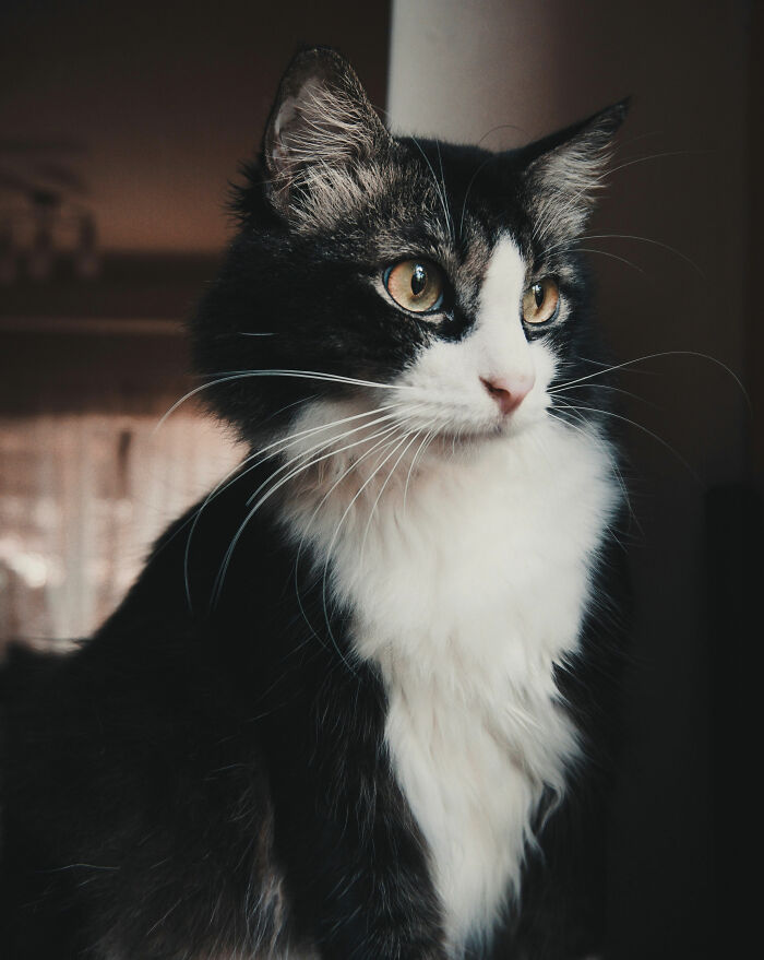 Let's Rank The Wildest Pet Names People Actually Use!