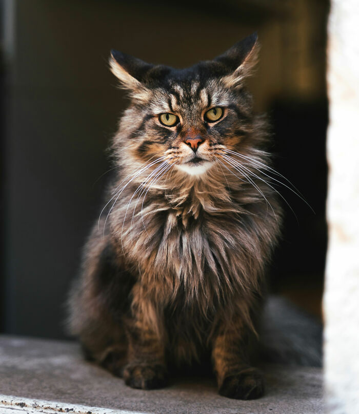 Let's Rank The Wildest Pet Names People Actually Use!