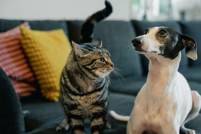 Let's Rank The Wildest Pet Names People Actually Use!