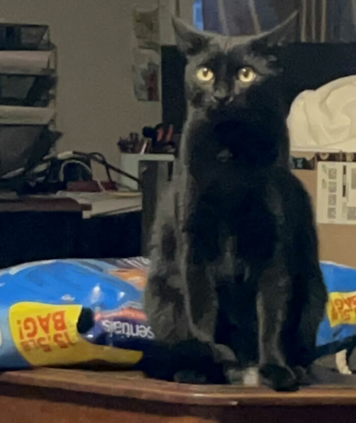 Let's Rank The Wildest Pet Names People Actually Use!