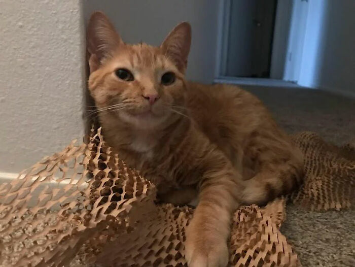 Let's Rank The Wildest Pet Names People Actually Use!