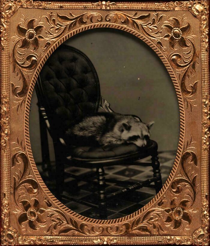 Raccoon Posing Like a Boss, 1855-60