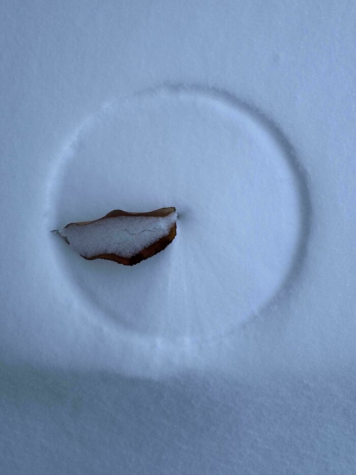 Leaf Does a Perfect Snowy Circle Spin