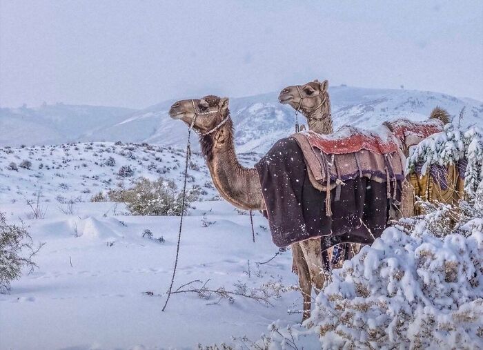 Snow in the Unlikeliest of Places: Northern Saudi Arabia