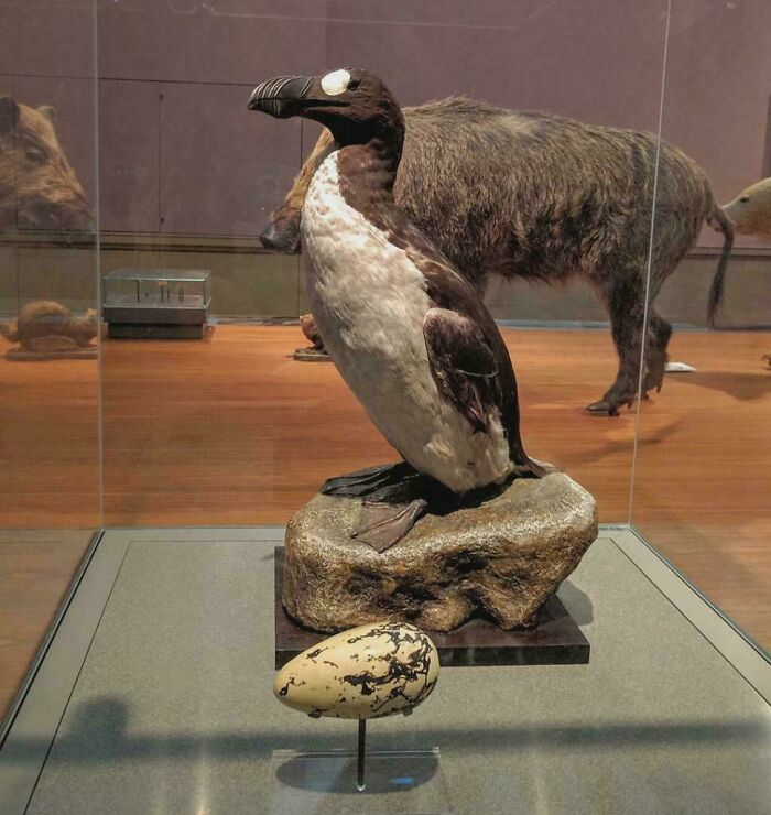The Last Great Auk Couple Was Brutally Killed In 1844