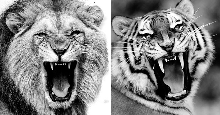 Why Black-And-White Wildlife Photos Are Basically Magic