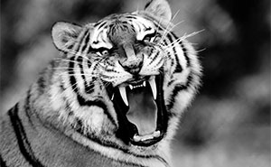 Why Black-And-White Wildlife Photos Are Basically Magic