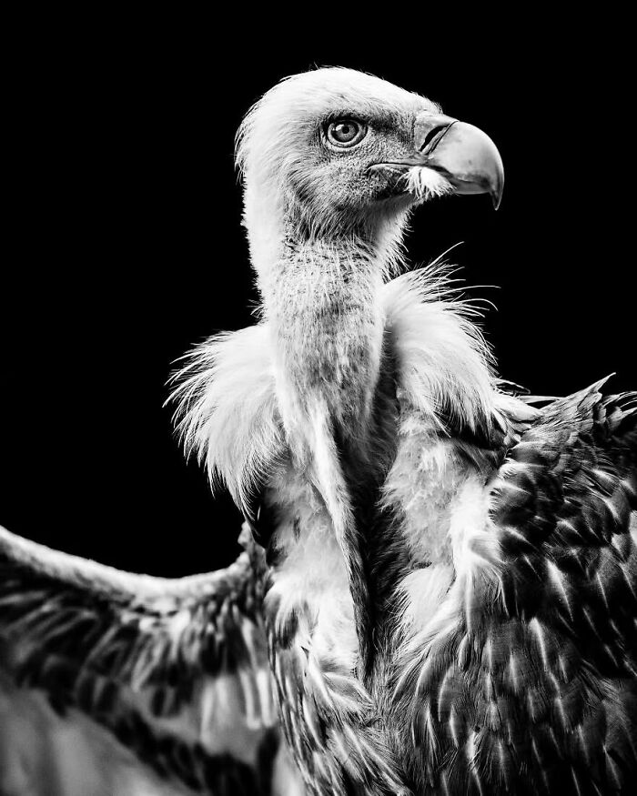 Why Black-And-White Wildlife Photos Are Basically Magic