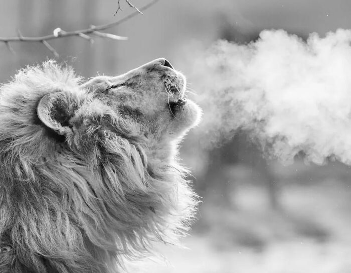 Why Black-And-White Wildlife Photos Are Basically Magic