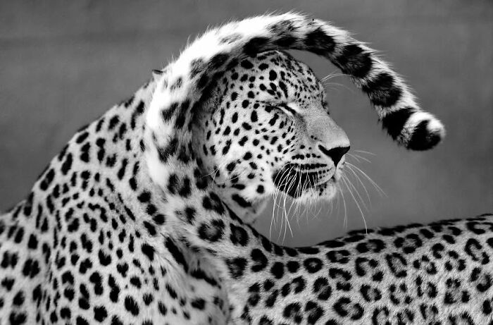 Why Black-And-White Wildlife Photos Are Basically Magic