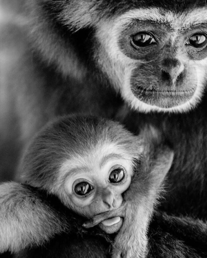 Why Black-And-White Wildlife Photos Are Basically Magic