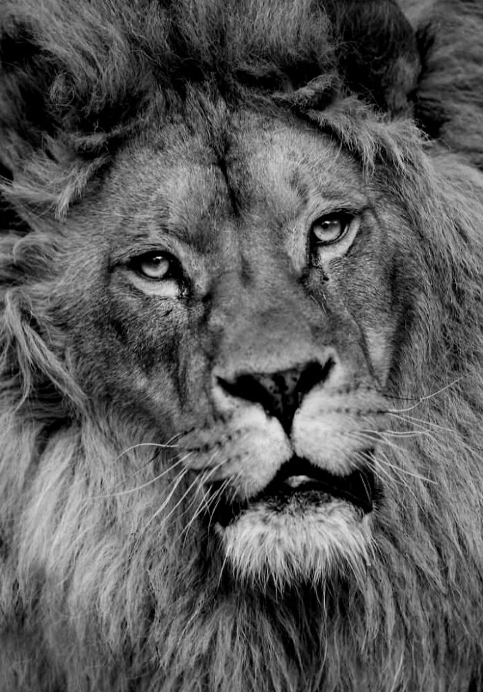 Why Black-And-White Wildlife Photos Are Basically Magic