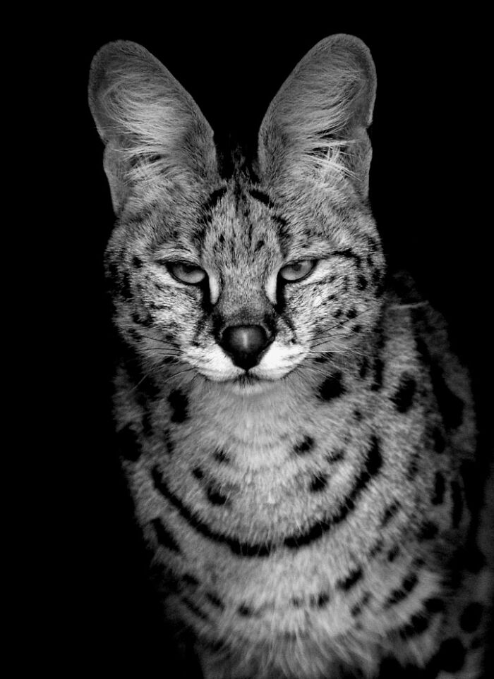 Why Black-And-White Wildlife Photos Are Basically Magic
