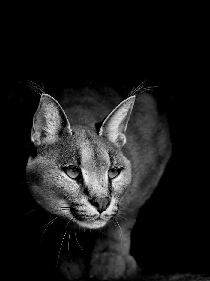 Why Black-And-White Wildlife Photos Are Basically Magic