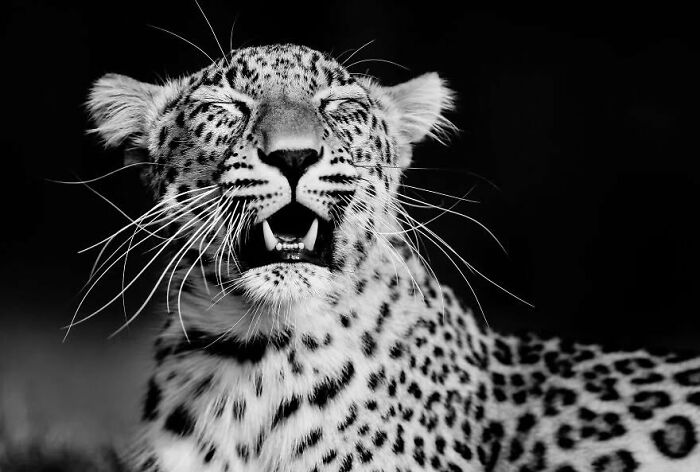 Why Black-And-White Wildlife Photos Are Basically Magic