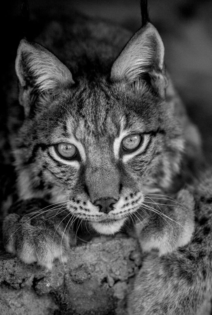 Why Black-And-White Wildlife Photos Are Basically Magic