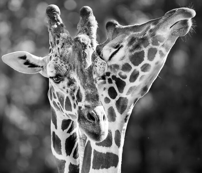 Why Black-And-White Wildlife Photos Are Basically Magic