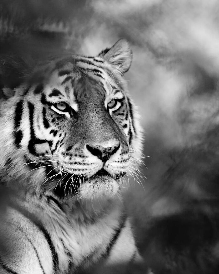 Why Black-And-White Wildlife Photos Are Basically Magic