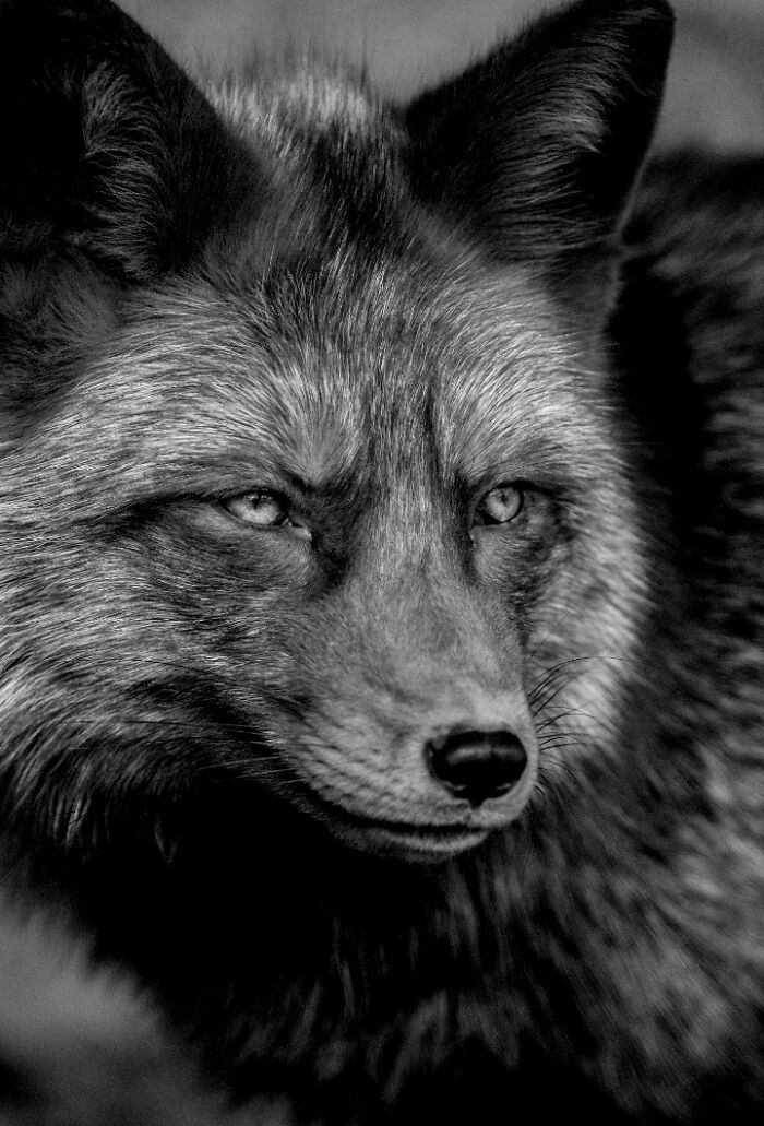 Why Black-And-White Wildlife Photos Are Basically Magic