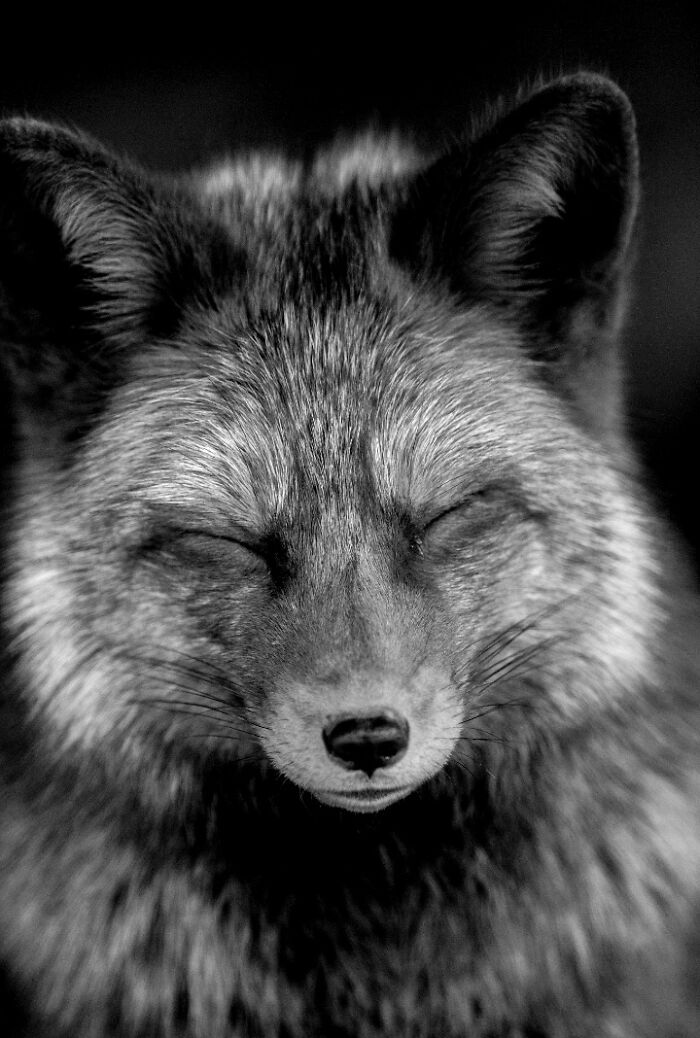 Why Black-And-White Wildlife Photos Are Basically Magic