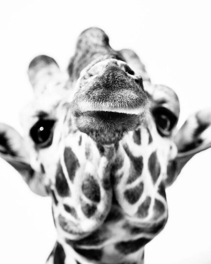 Why Black-And-White Wildlife Photos Are Basically Magic