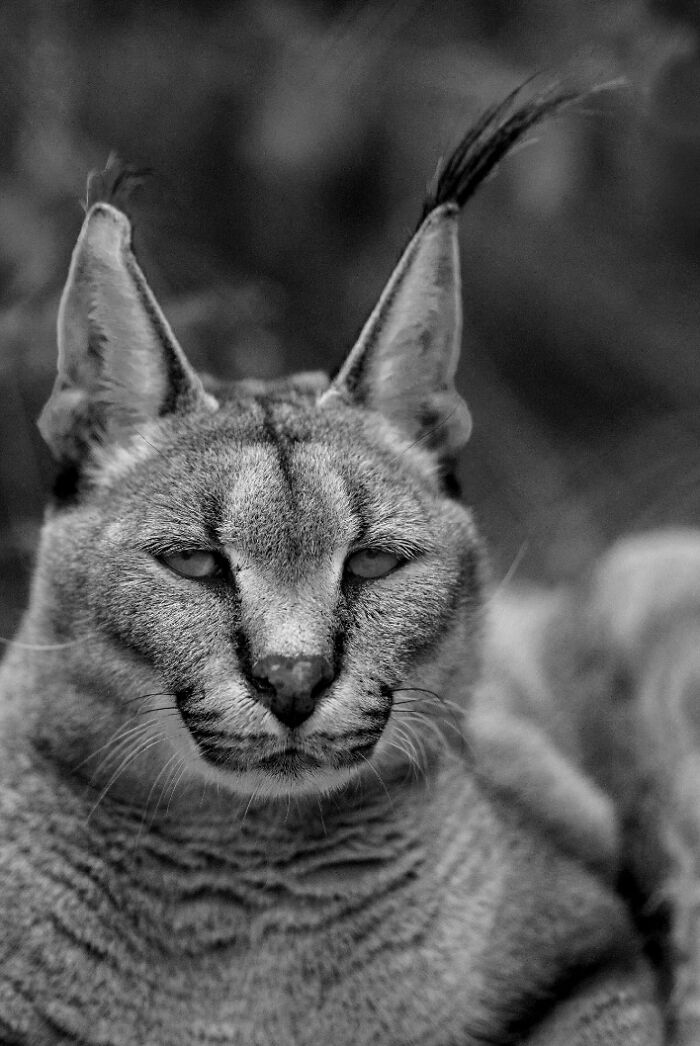 Why Black-And-White Wildlife Photos Are Basically Magic