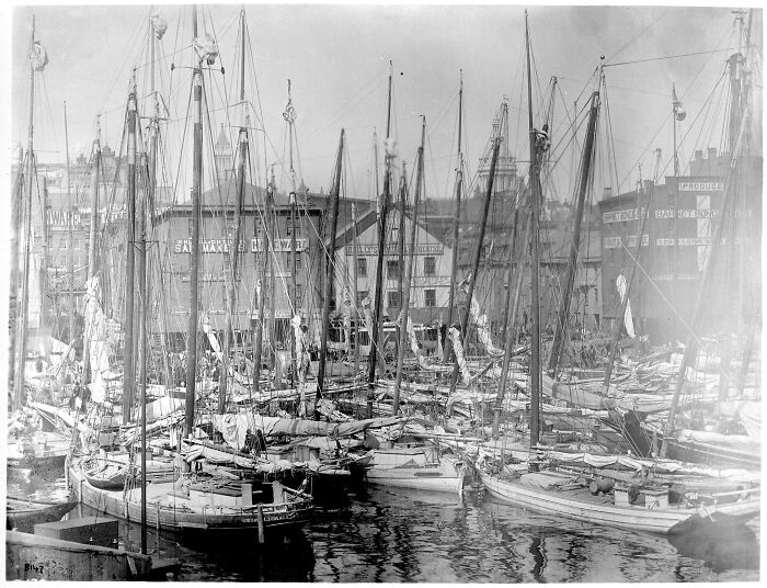Oyster Fleet Hanging Out In Baltimore Harbor, 1885