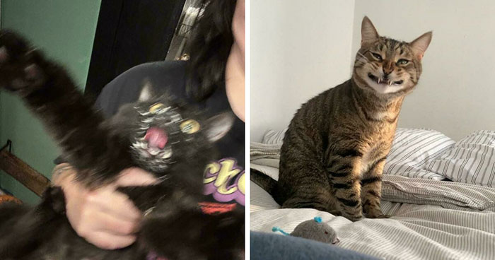 Wait, They Actually Ranked These 52 Cats Being Their Weirdest Selves?