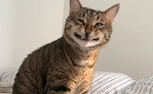 Wait, They Actually Ranked These 52 Cats Being Their Weirdest Selves?
