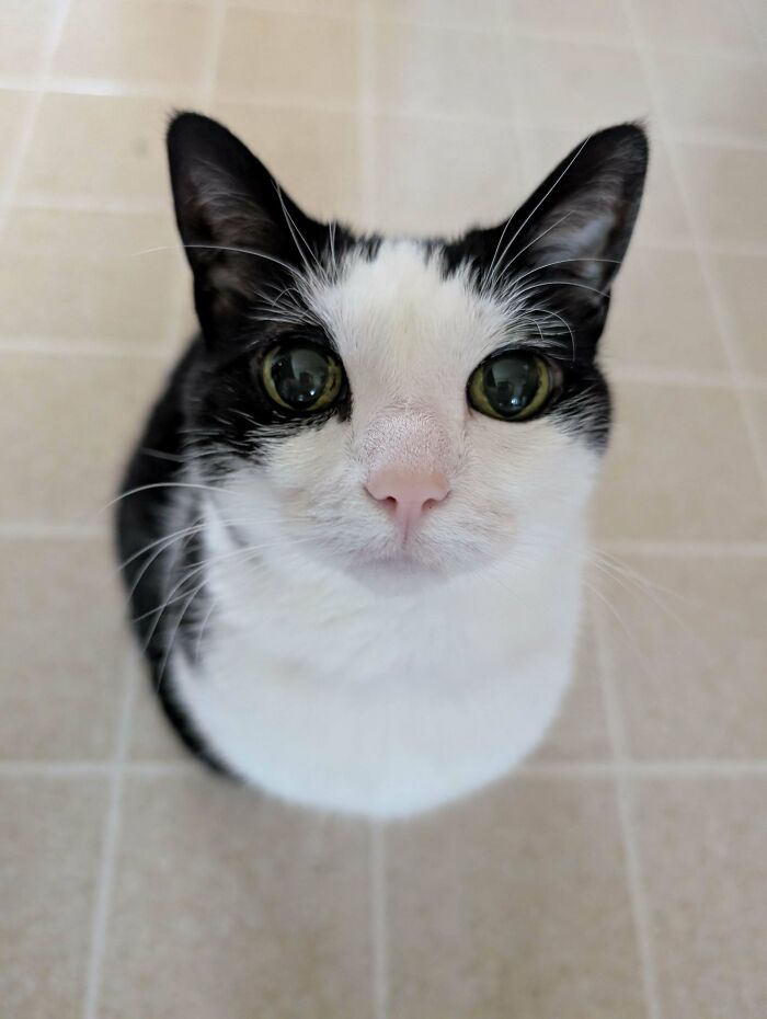 14 Years of Fluff and Love: My Baby Girl