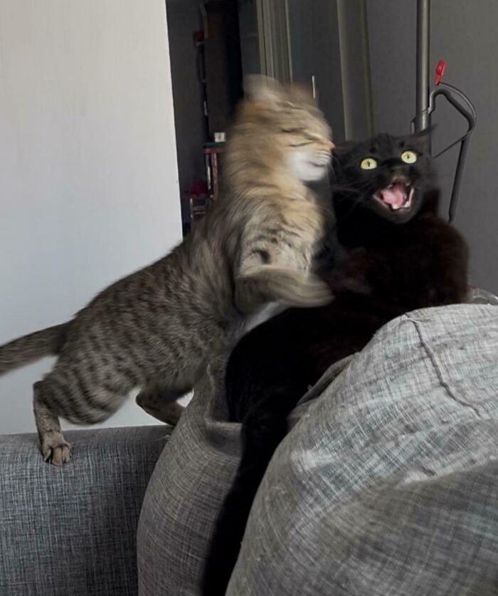 Blurry But Still Fabulous: A Cat's Portrait