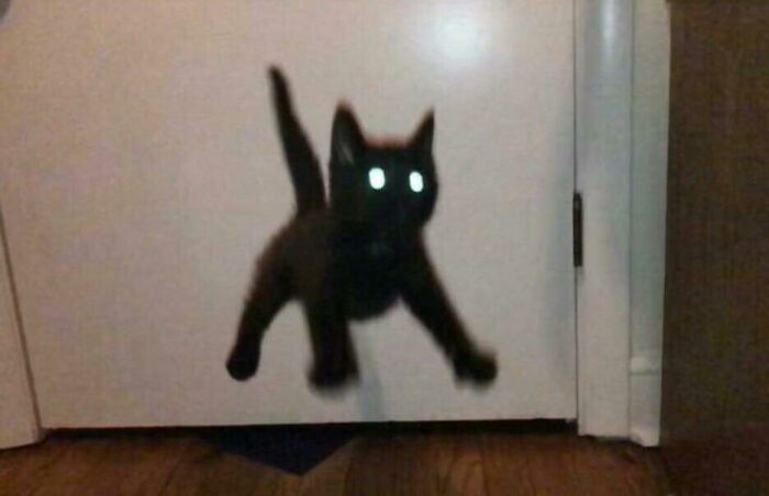Blurry Picture of a Cat (Yep, Another One)