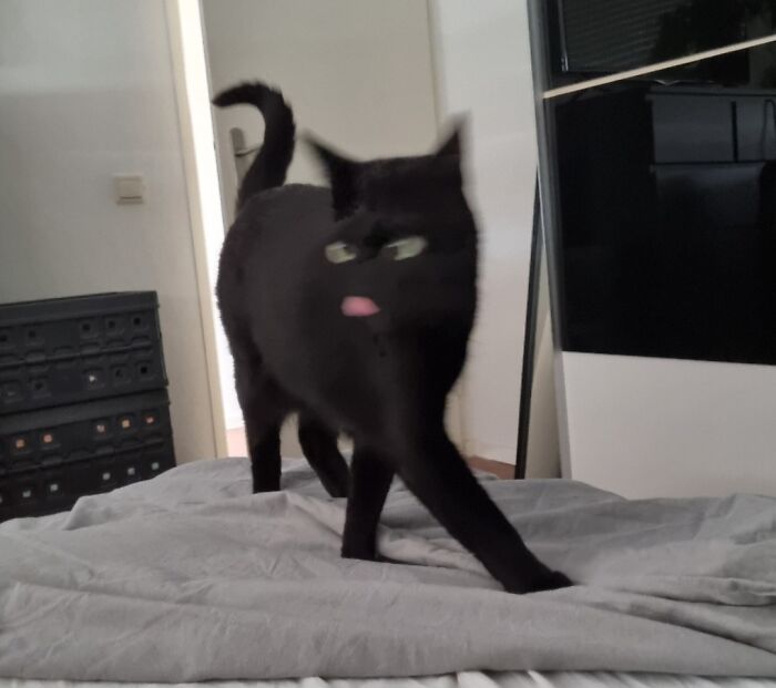 The Classic Blurry Cat Shot