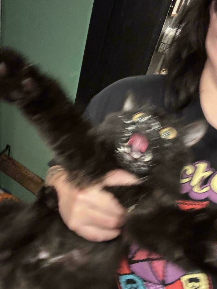 Blurry Cat But Make It Artsy