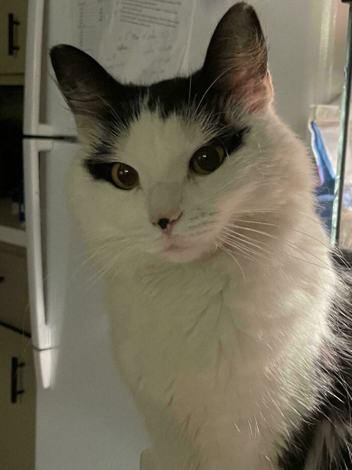 Hey There! I Was Told To Post Kitty Here