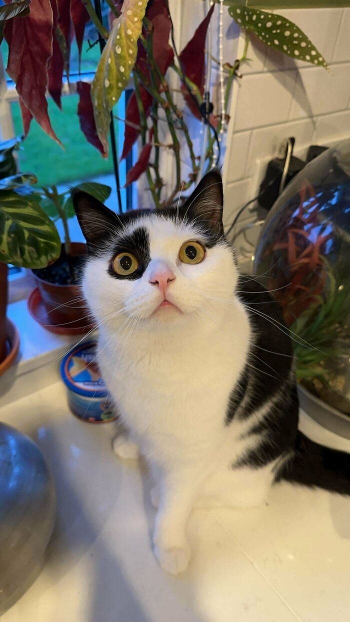 This Is Moomoo!! The Most Moo-velous Cat You’ll See Today