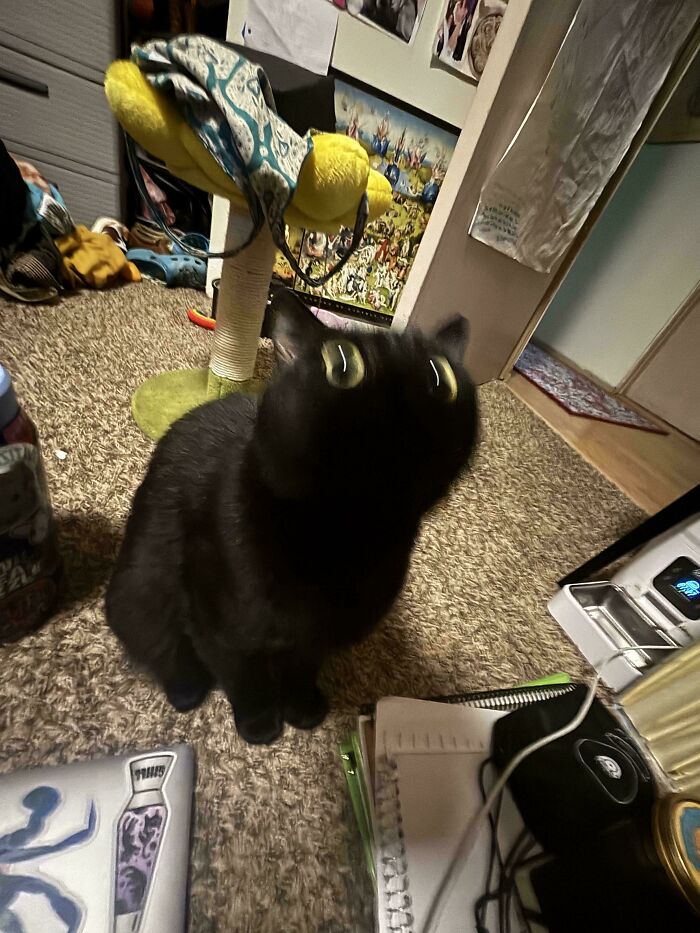 Blurry Cat Pic #12: Still Smashing It