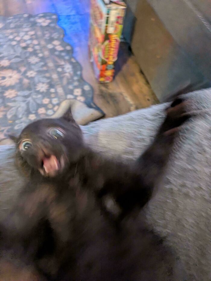 Blurry Cat Alert #14