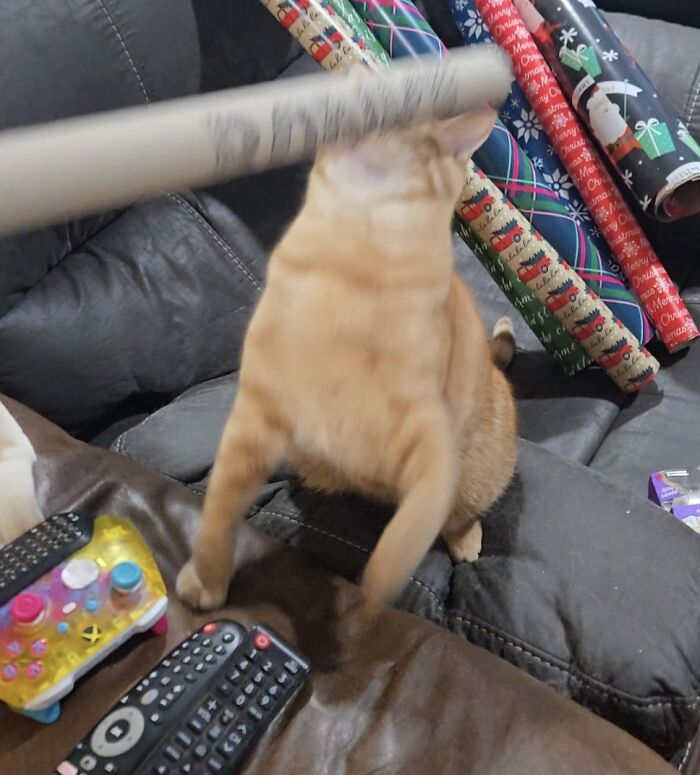 Blurry Picture Of A Cat (But We Don’t Mind at All)