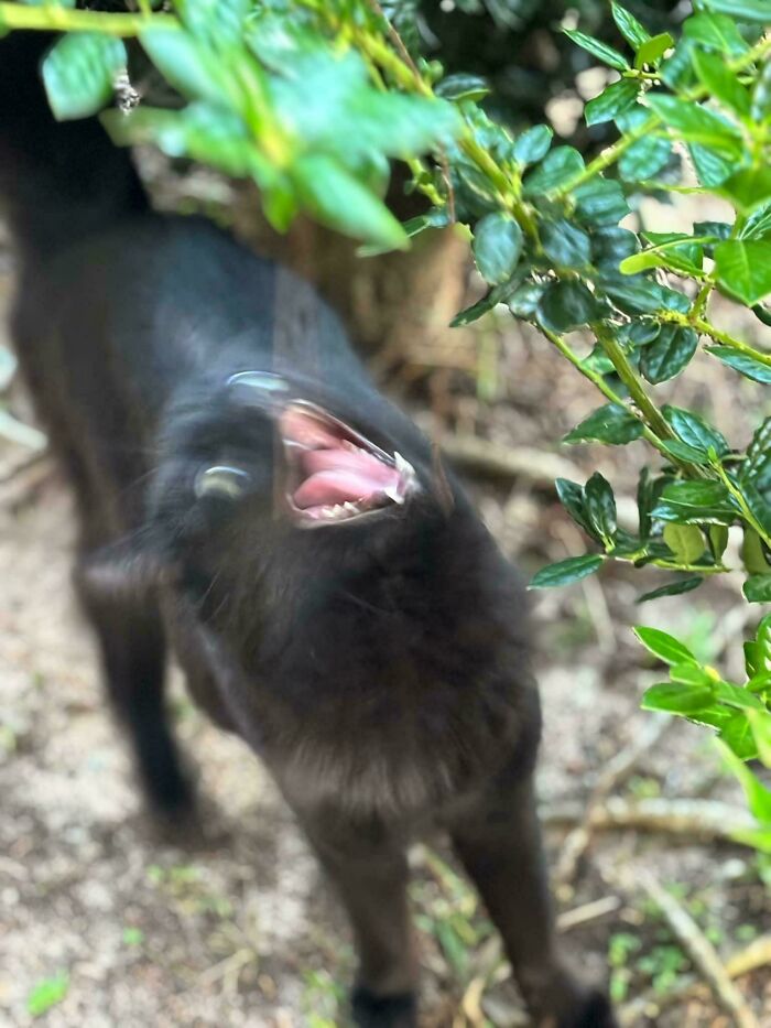 Blurry Picture Of A Cat #15 – The Final Chapter?